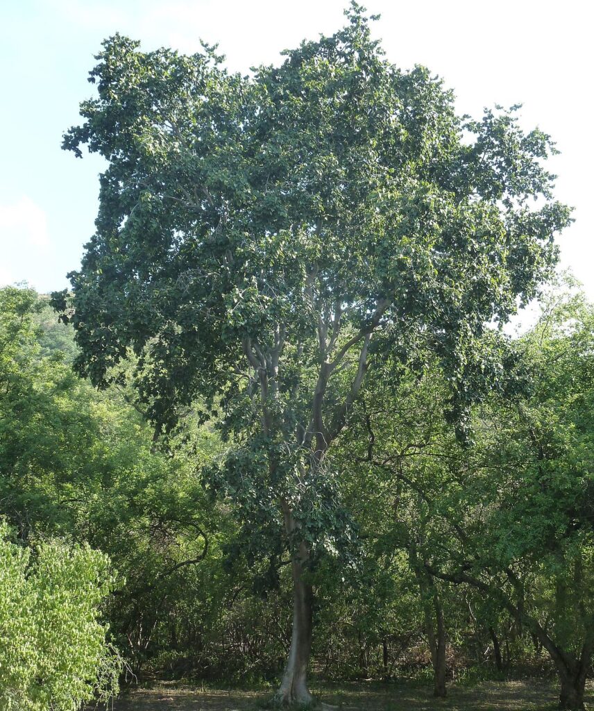 white stinkwood tree