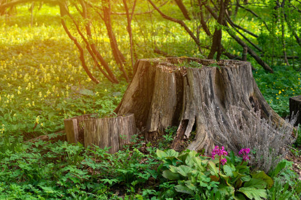 Stump Removal